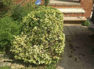 Bush Trimming by Elizabeth Williams for Crys D. in Cleveland Heights, OH