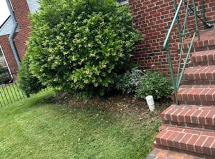 Weeding by Steven Foster for Aimee V. in Washington, DC