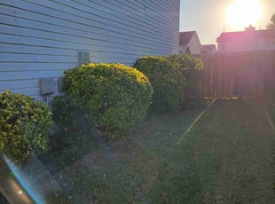 Bush Trimming by Daniela Budu for Ra'na B. in Greenville, SC