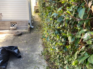 Bush Trimming by Gary Allen for Alexandra S. in New Orleans, LA