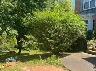 Bush Trimming by Jonathan Clark for Jane L. in Suwanee, GA
