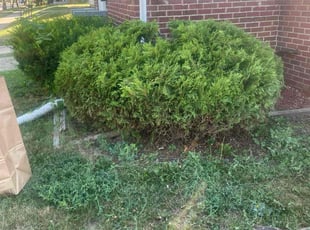 Bush Trimming by Jose Sanchez for Robert J. in Aurora, IL