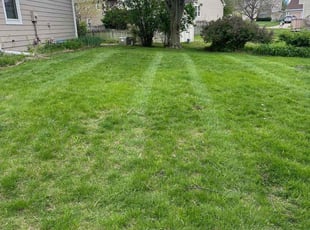 Anita M.'s Lawn Mowing service result