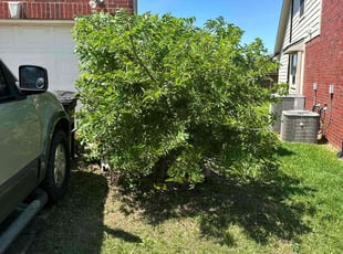Bush Trimming by Raul Lara Romero for Laticia P. in Mesquite, TX
