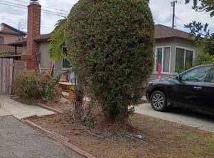 Bush Trimming by Fernando Gomez Rodriguez for Warres C. in Hawthorne, CA