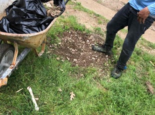 Leaf Removal by Simon Diamond for Cris S. in Dallas, TX