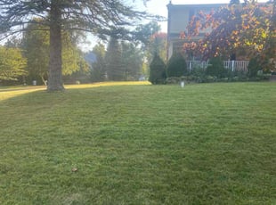 Patricia T.'s Yard Cutting service result
