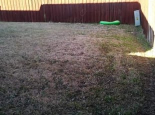 Leaf Removal by Severa Rosie Lara for Kristopher L. in Arlington, TX