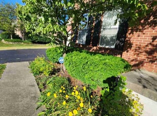 Matthew J.'s Bush Trimming service result