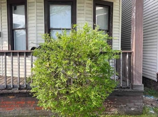 Bush Trimming by Bryan Oren for Rodney T. in Norfolk, VA