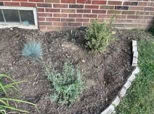 Weeding by Deven Coles for Donald D. in Eagleville, PA