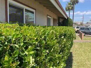 Bush Trimming by Keith Dalke for Ian T. in San Diego, CA