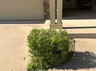 Bush Trimming by Leray Thornton for Richard S. in Edmond, OK