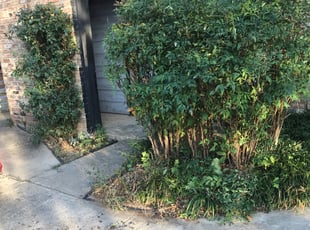 Bush Trimming by Marlo Meza for Joseph B. in Euless, TX