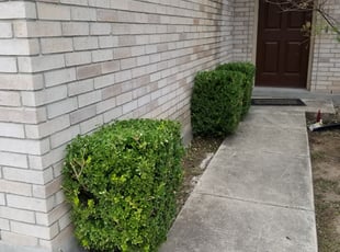 Bush Trimming by Johann Fredericks for James M. in San Antonio, TX