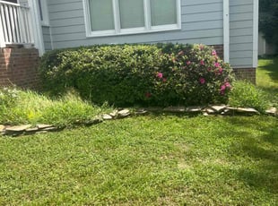 Bush Trimming by Green Juniper for Laurie C. in Raleigh, NC