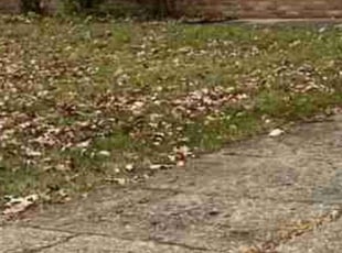 Cleanups by Michael Matthews for Matt S. in Southfield, MI