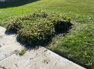 Weeding by Michael King for Timothy C. in Olmsted Township, OH