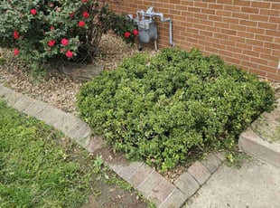 Bush Trimming by Jeff Bowers for Shauna W. in Granite City, IL