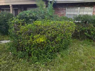 Bush Trimming by Alberto Canete for Chase H. in Tampa, FL