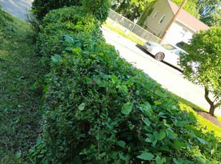 Bush Trimming by Luis Velasco Iraheta for Valerie B. in Capitol Heights, MD