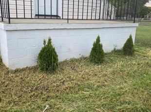 Weeding by Dewayne Hopkins for Sarah M. in Dundalk, MD