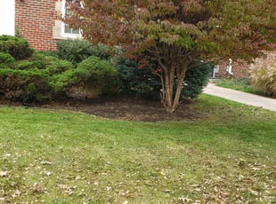 Weeding by Allen Young for Michael L. in Fairview Park, OH