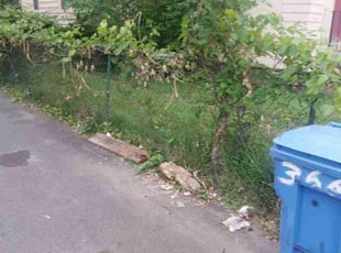 Bush Trimming by Kimberly West for Chima D. in Hartford, CT