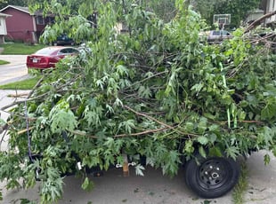 Bush Trimming by Gregory Reising for Lee S. in Lincoln, NE