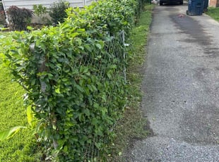 Bush Trimming by Desean Bennett for Tracey A. in Oxon Hill, MD