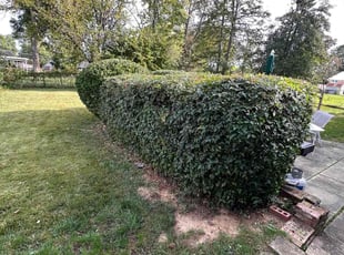 Bush Trimming by Fidel Rodriguez for Michelle G. in Springfield, VA