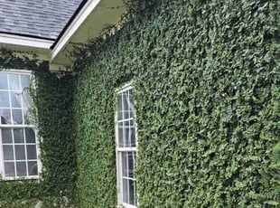 Bush Trimming by Jason Hughes for Chase M. in Savannah, GA