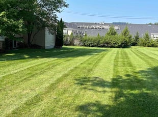 Thalia A.'s Yard Cutting service result