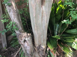 Bush Trimming by Prentice Thierry for Tiana L. in Baton Rouge, LA