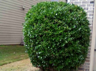 Bush Trimming by Dutch Lawn Care for Anthony G. in Cumming, GA