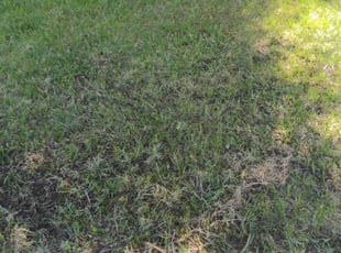Aeration by Manuel Lucero for Jeannine W. in Albuquerque, NM
