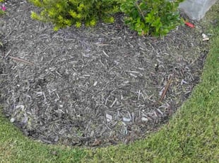 Weeding by Steven Hatcher for Kelly C. in The Colony, TX