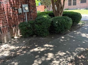 Bush Trimming by Rosa Valencia for Shunika L. in Plano, TX