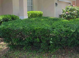 Bush Trimming by Carlos Martinez for Steve Y. in Davenport, FL