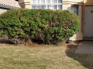 Bush Trimming by Tripler Dela Cruz for Susy Z. in Chandler, AZ