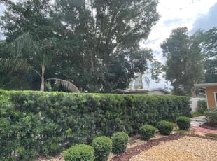 Bush Trimming by Ramon Taguja for Barbara H. in Tampa, FL