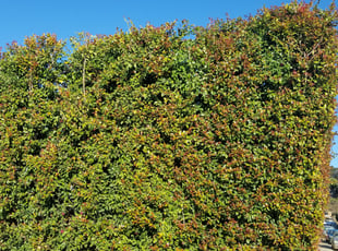 Bush Trimming by Mary Rocket for Patrick G. in San Diego, CA