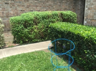 Bush Trimming by Chaes Pate for Brittany K. in San Antonio, TX