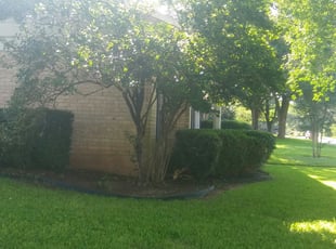 Bush Trimming by Norberto Tovar Figueroa for Joel S. in Austin, TX