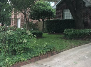 Bush Trimming by Chris Richey for Joshua D. in Austin, TX