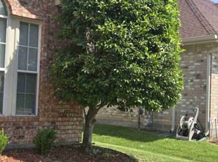 Bush Trimming by Michael Gill for Sylvia B. in Lewisville, TX
