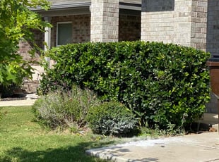 Bush Trimming by Lacy Dixon for Jordan J. in Converse, TX
