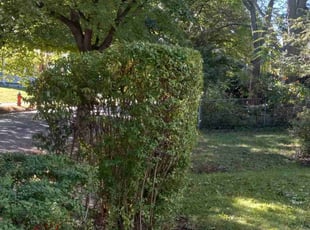 Bush Trimming by Jeremy Zanders for Frank D. in Cleveland, OH