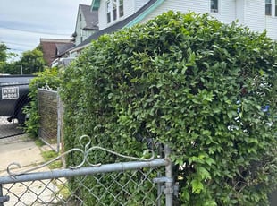 Bush Trimming by Harry Figueroa for Richard G. in Springfield, MA
