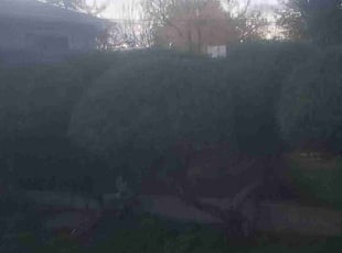 Bush Trimming by Alley Parker for Julie K. in Wheat Ridge, CO